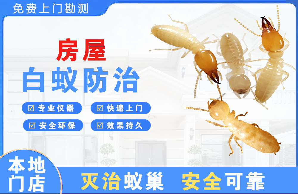 莆田房屋白蚁防治